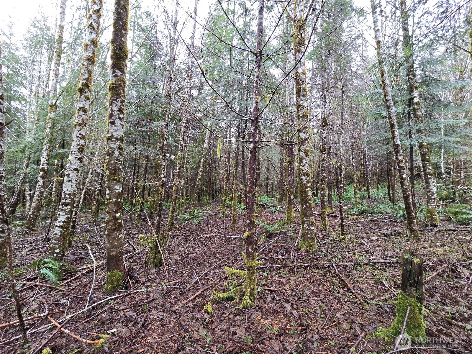 4 West Elk Hill Road Elma, WA 98541 - Photo 2 of 4 a view of a forest with trees