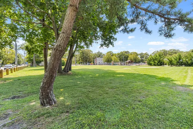 a view of a trees in a yard