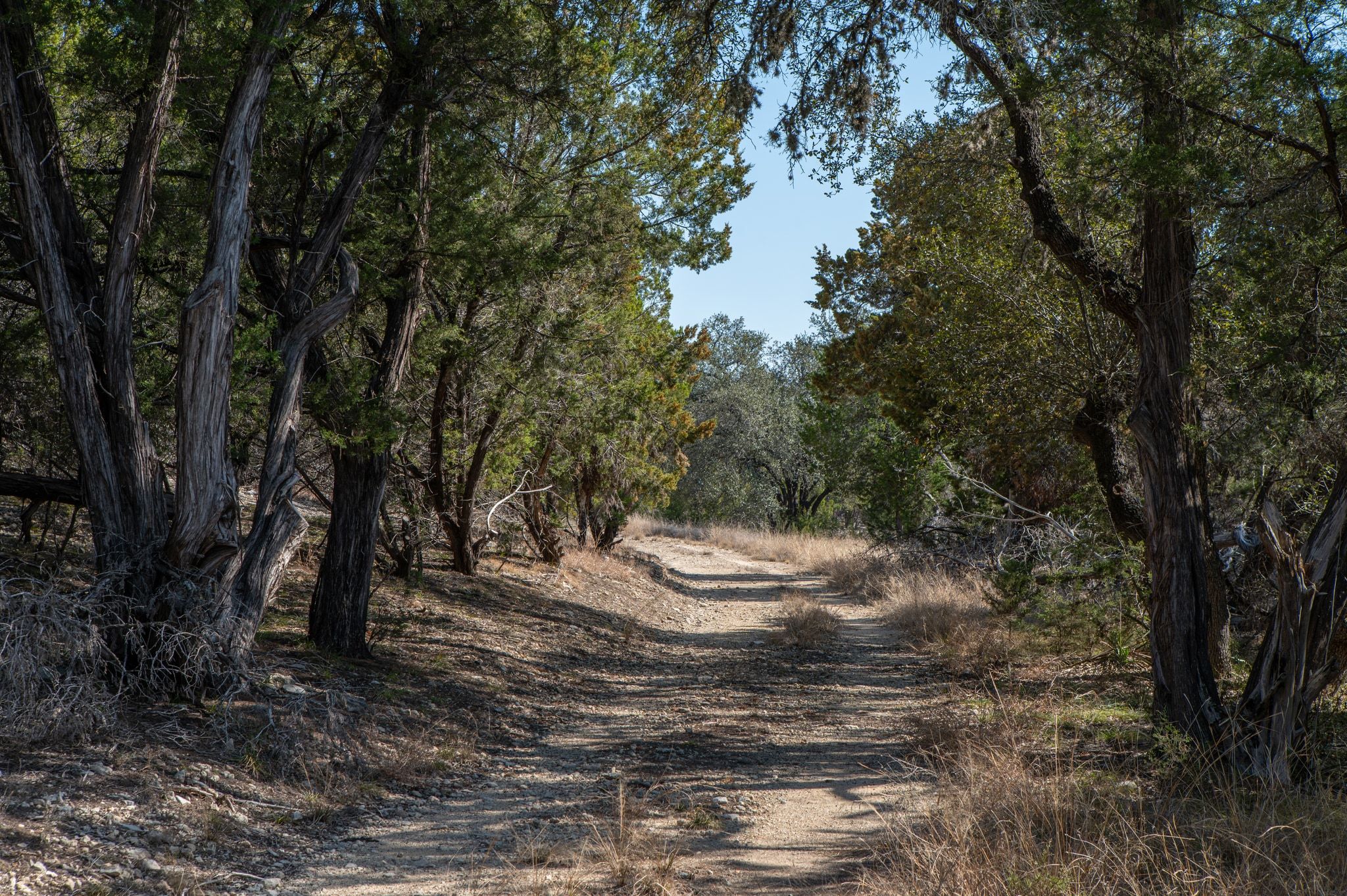 17831 West Reed Park Road Lago Vista, TX 78645 - Photo 19 of 33 a view of a yard with trees
