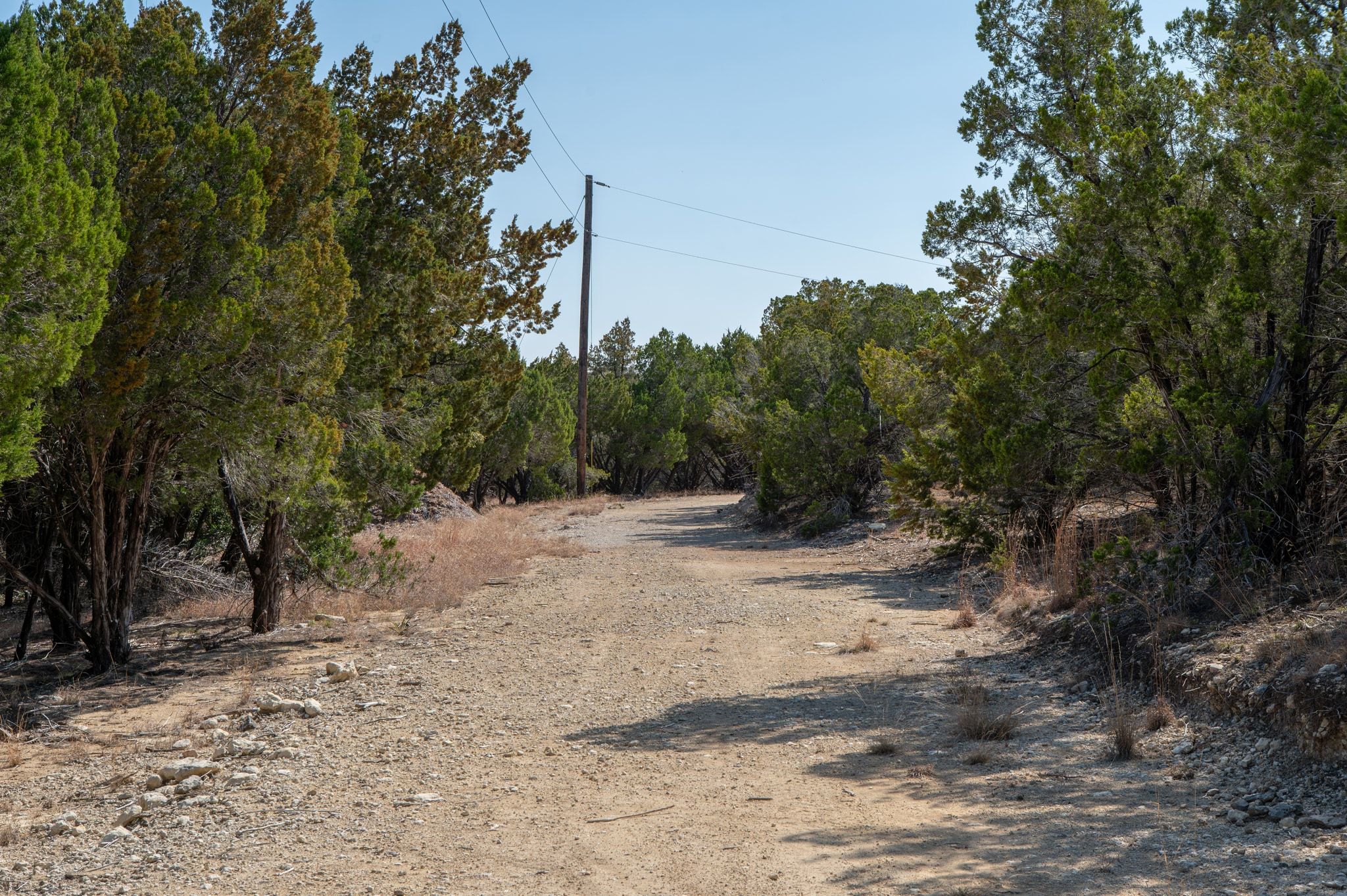 17831 West Reed Park Road Lago Vista, TX 78645 - Photo 10 of 33 a view of a yard with a tree