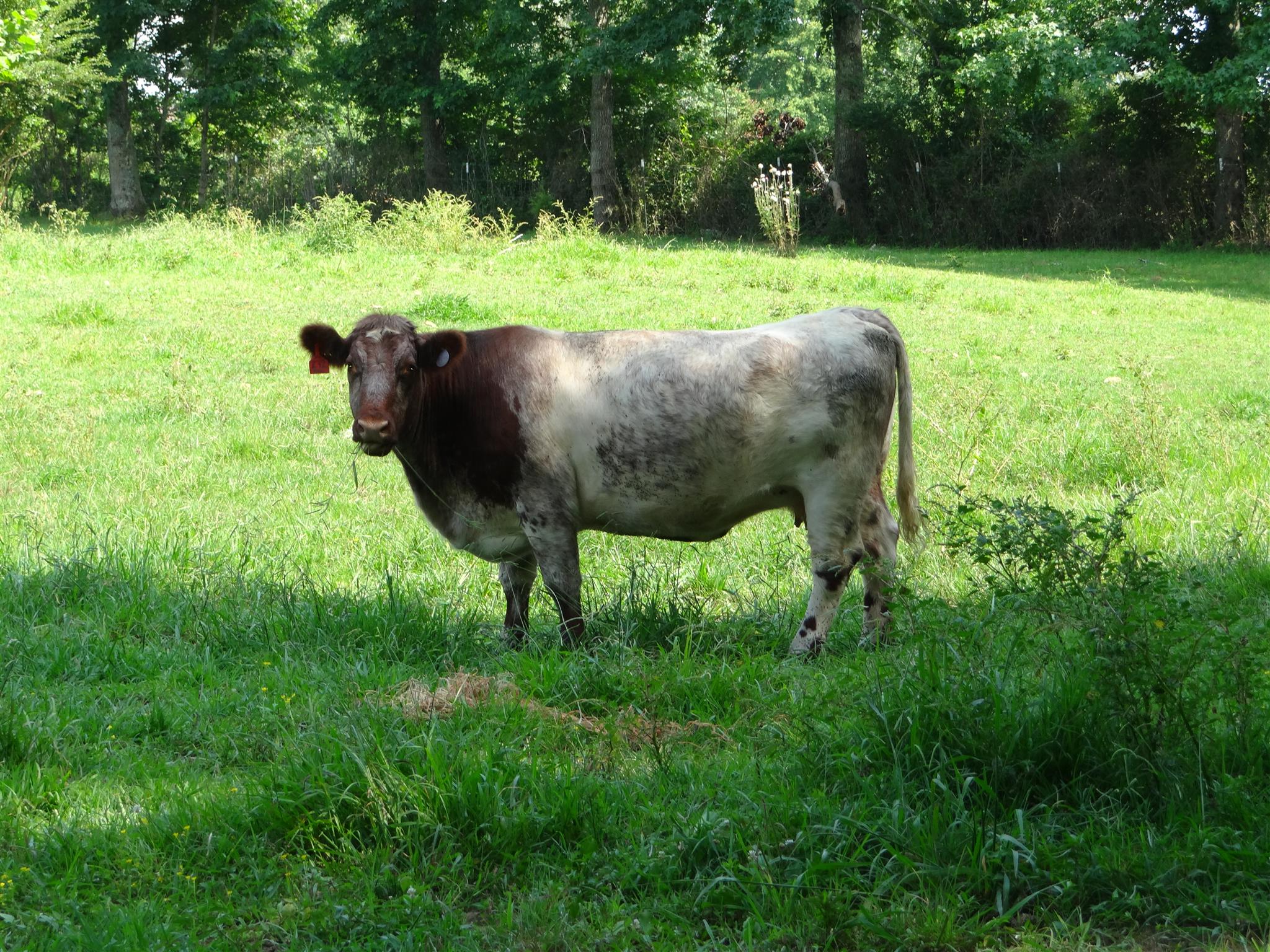 767 Weakley Creek Road Lawrenceburg, TN 38464 - Photo 4 of 20 Great pasture for cattle.
