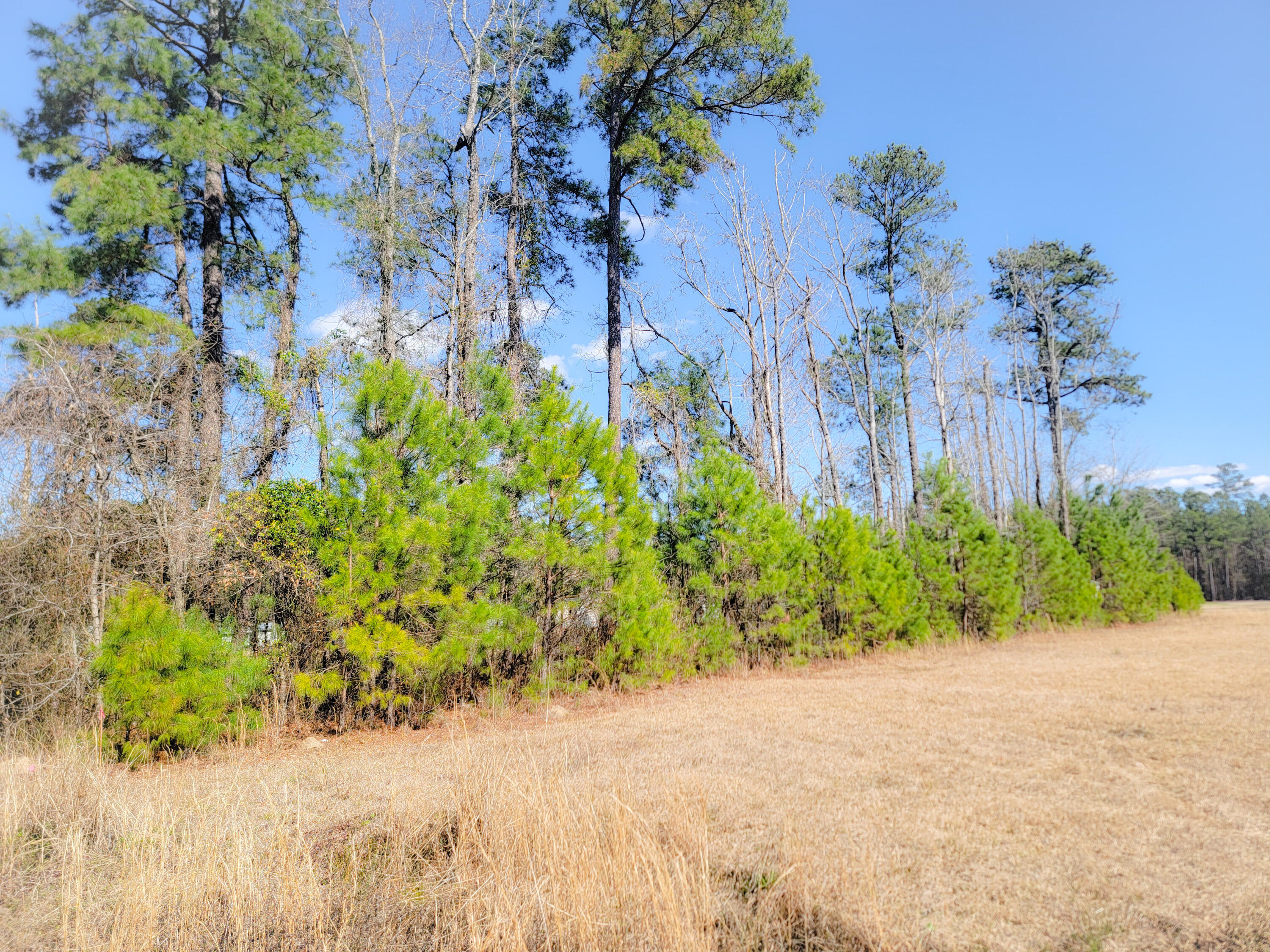 1374 Jedburg Road Summerville, SC 29486 - Photo 5 of 11 Greene 1374 Jedburg Rd Pic 7 022426