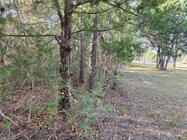 a view of a forest with trees