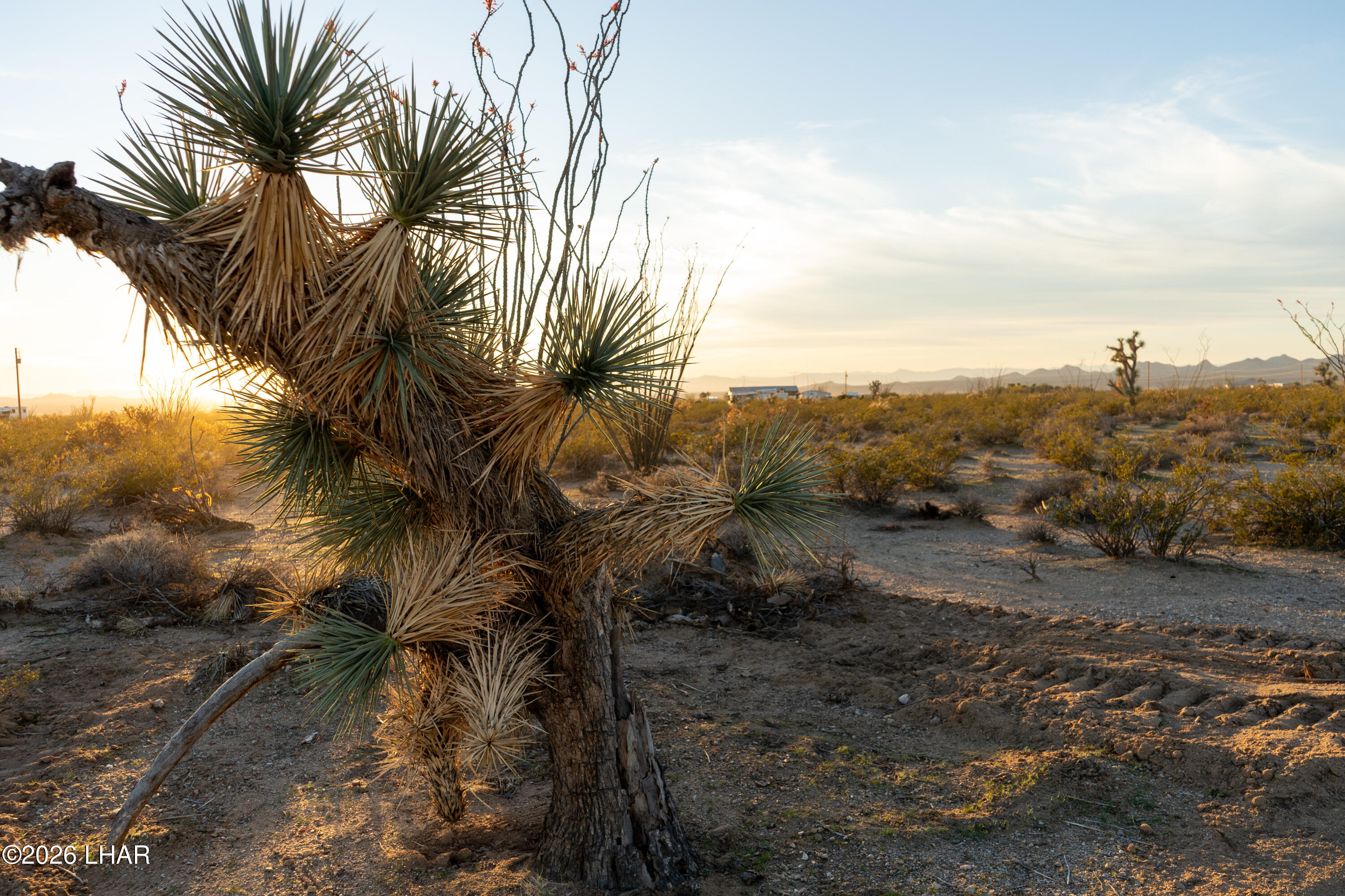 Lot 67 South Cameron Road Yucca, AZ 86438 - Photo 8 of 12 DSC02977