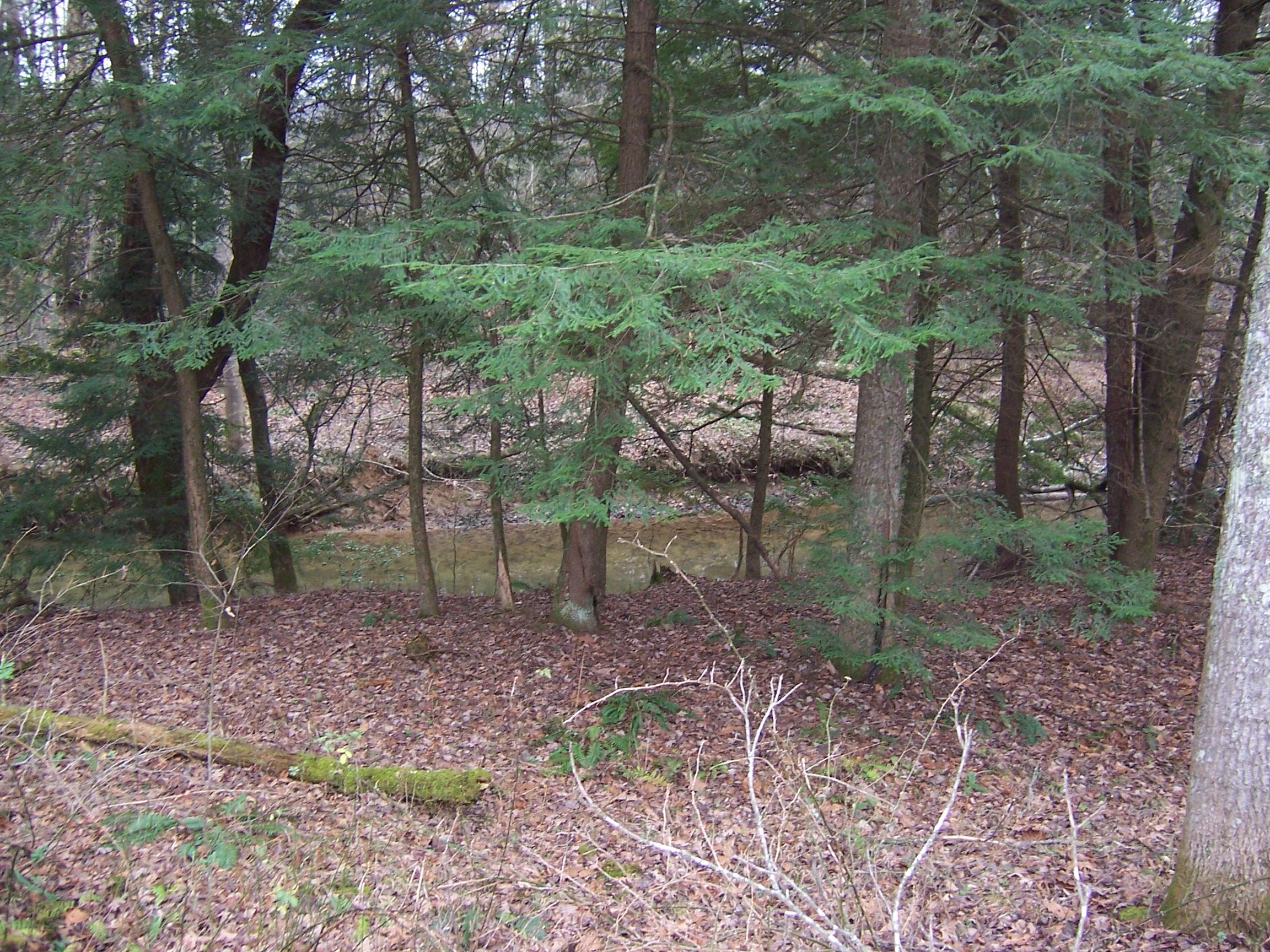 Bee Creek