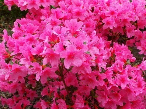 23 Gabriel Road Sharon, MA 02067 - Photo 39 of 41 a view of pink flowers