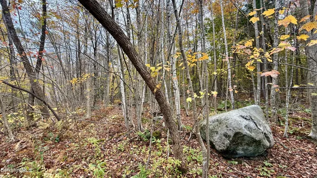 a view of a yard with lots of trees