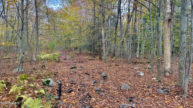 a view of a forest with a tree
