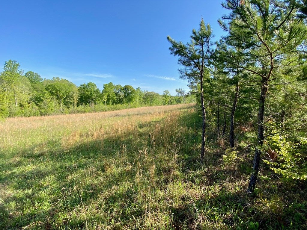 539 Landfill Road Baskerville, VA 23915 - Photo 17 of 38 Pasture