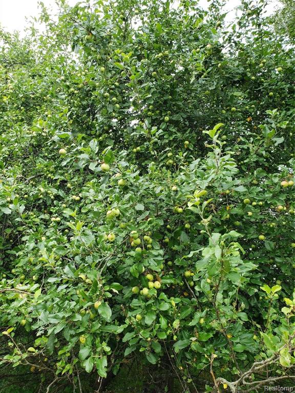 11 Maplefield Byron, MI 48418 - Photo 10 of 15