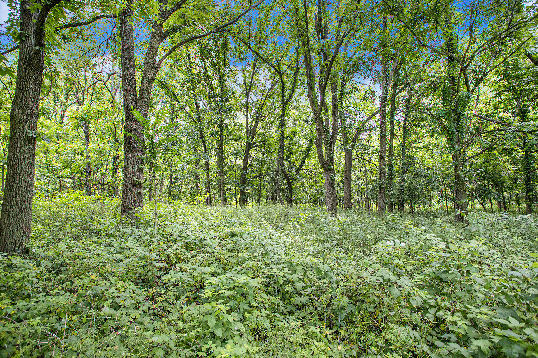 55377 Walterspraugh Road Mendon, MI 49072 - Photo 54 of 59 054_dng-10
