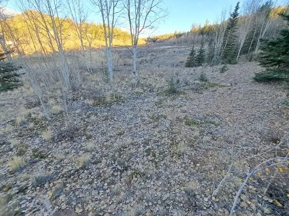 a view of a dry yard with trees in the background