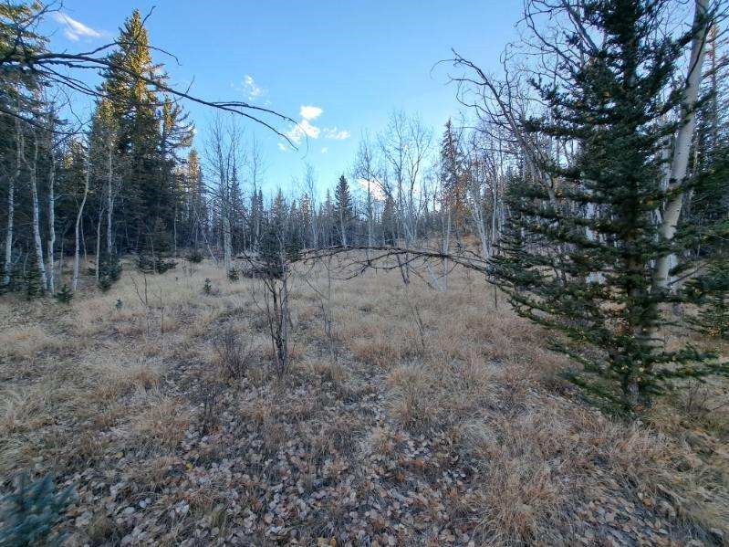 0 Haida Lane Como, CO 80456 - Photo 14 of 21 a view of a yard with trees