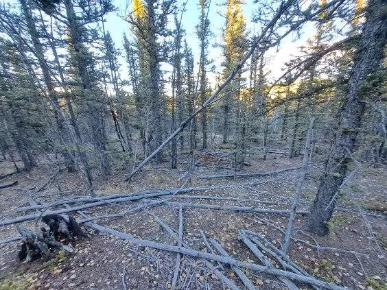 a view of a yard with large trees