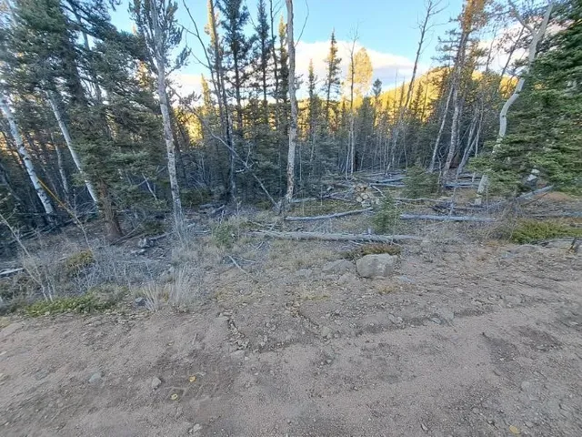 a view of a forest with trees in the background
