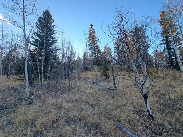 a view of a forest with trees in the background