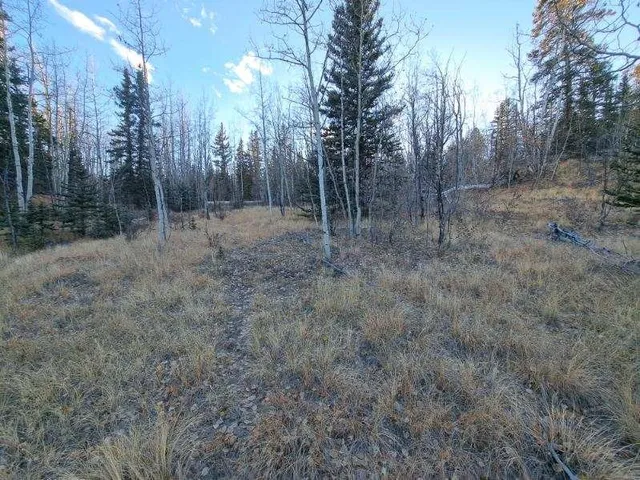a view of a forest with trees in the background