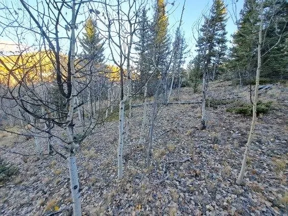 a view of a backyard with trees
