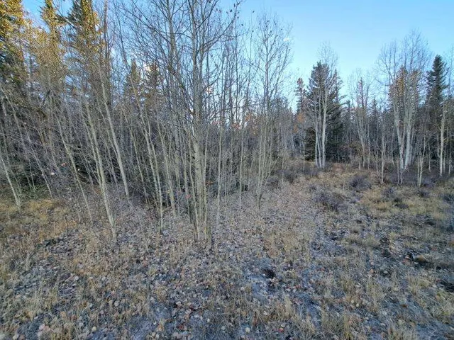 a view of a forest with trees in the background
