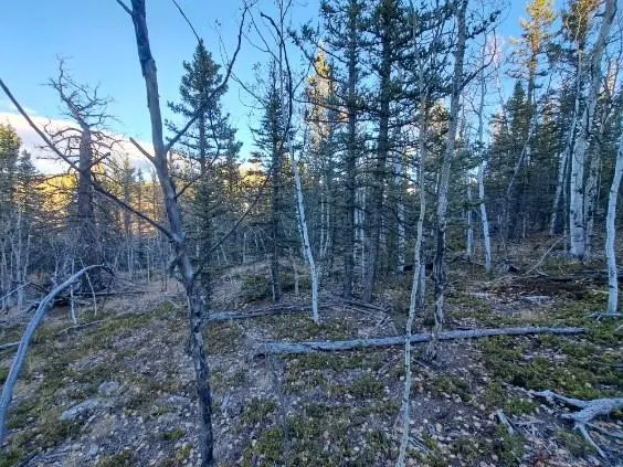 a view of a forest with trees
