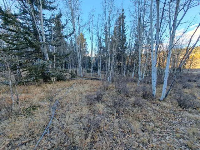 a view of dirt yard with a tree