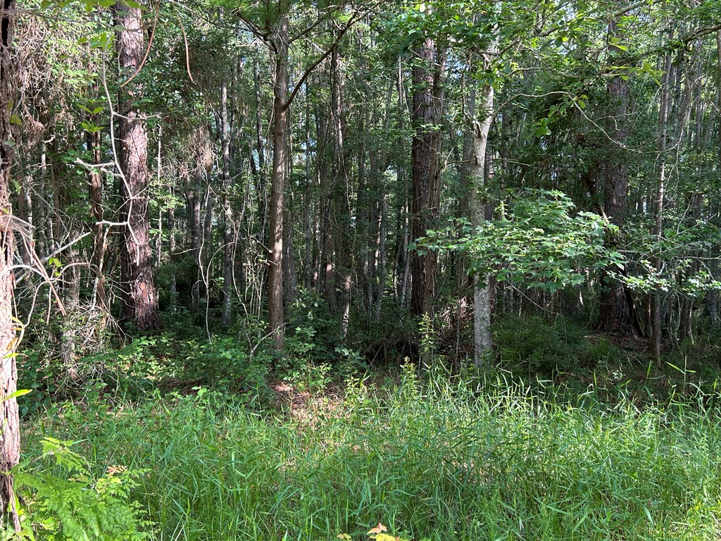 3876 D D Hodge Road Cottonwood, AL 36320 - Photo 34 of 48