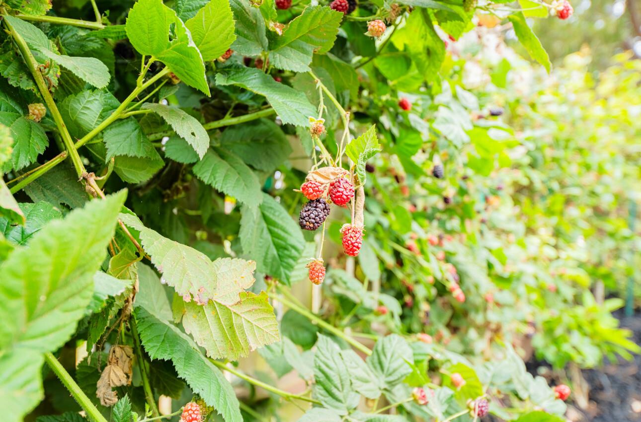175 Tamarack Drive Aptos, CA 95003 - Photo 52 of 54 a view of flowers