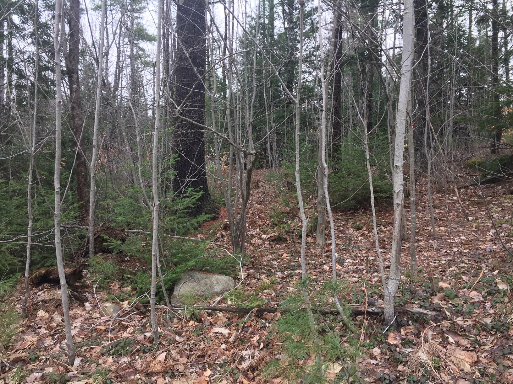 0 Poland Range Road, Unit LOT 2 Pownal, ME 04069 - Photo 1 of 5 trees