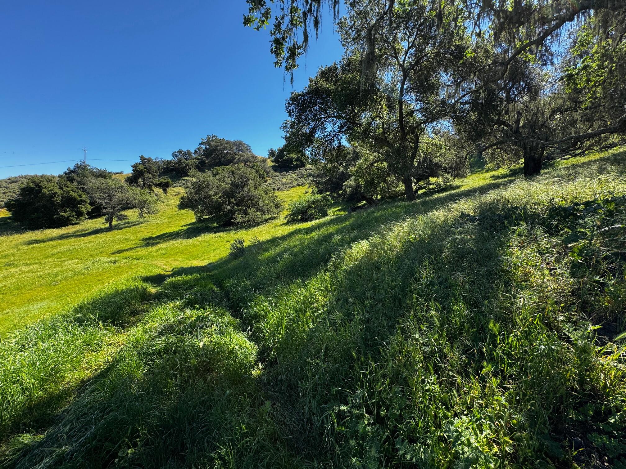 0 Alisos Canyon Road Los Alamos, CA 93440 - Photo 13 of 102 a view of a lush green space