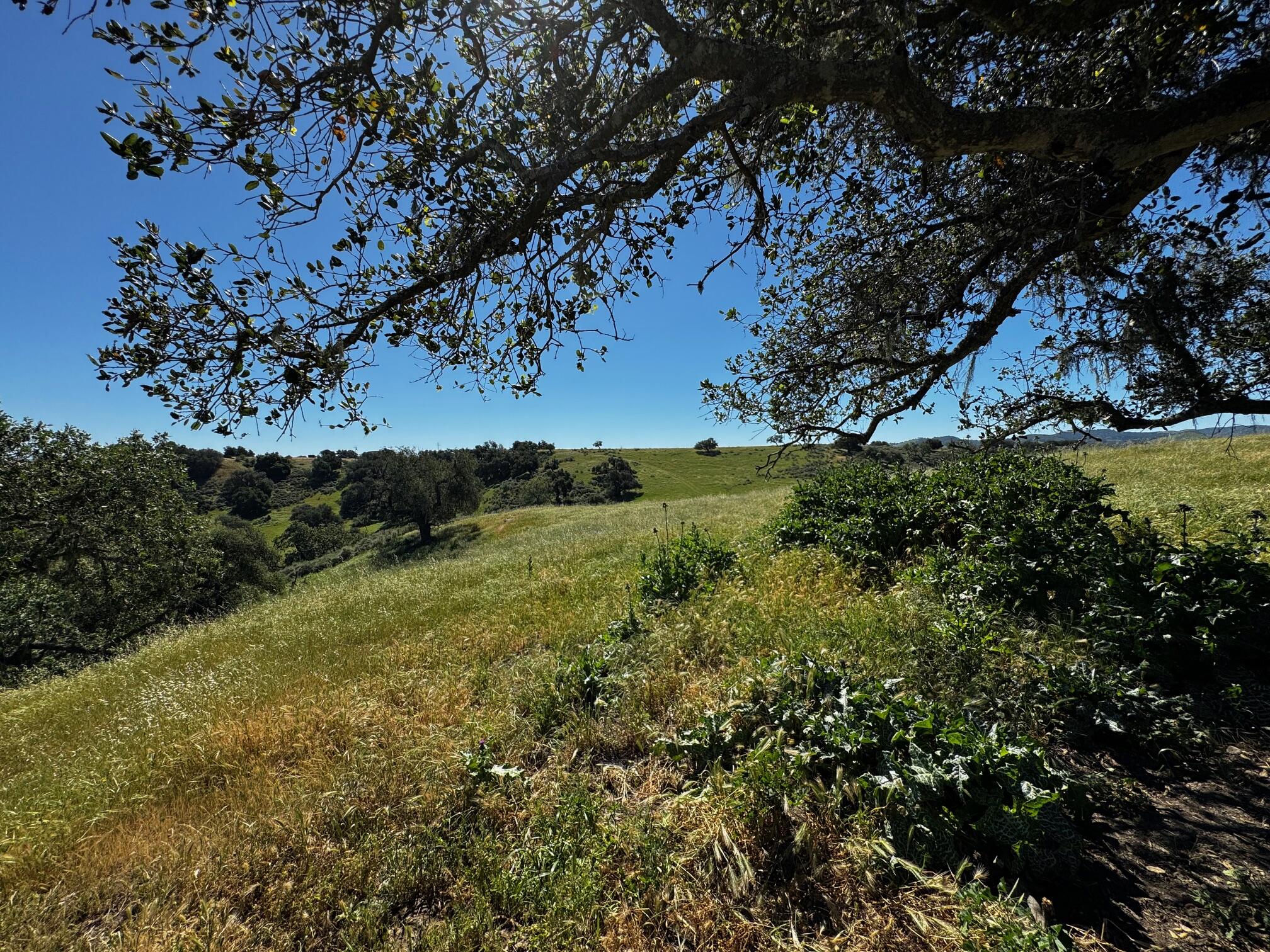 0 Alisos Canyon Road Los Alamos, CA 93440 - Photo 19 of 102 a view of a tree with a yard