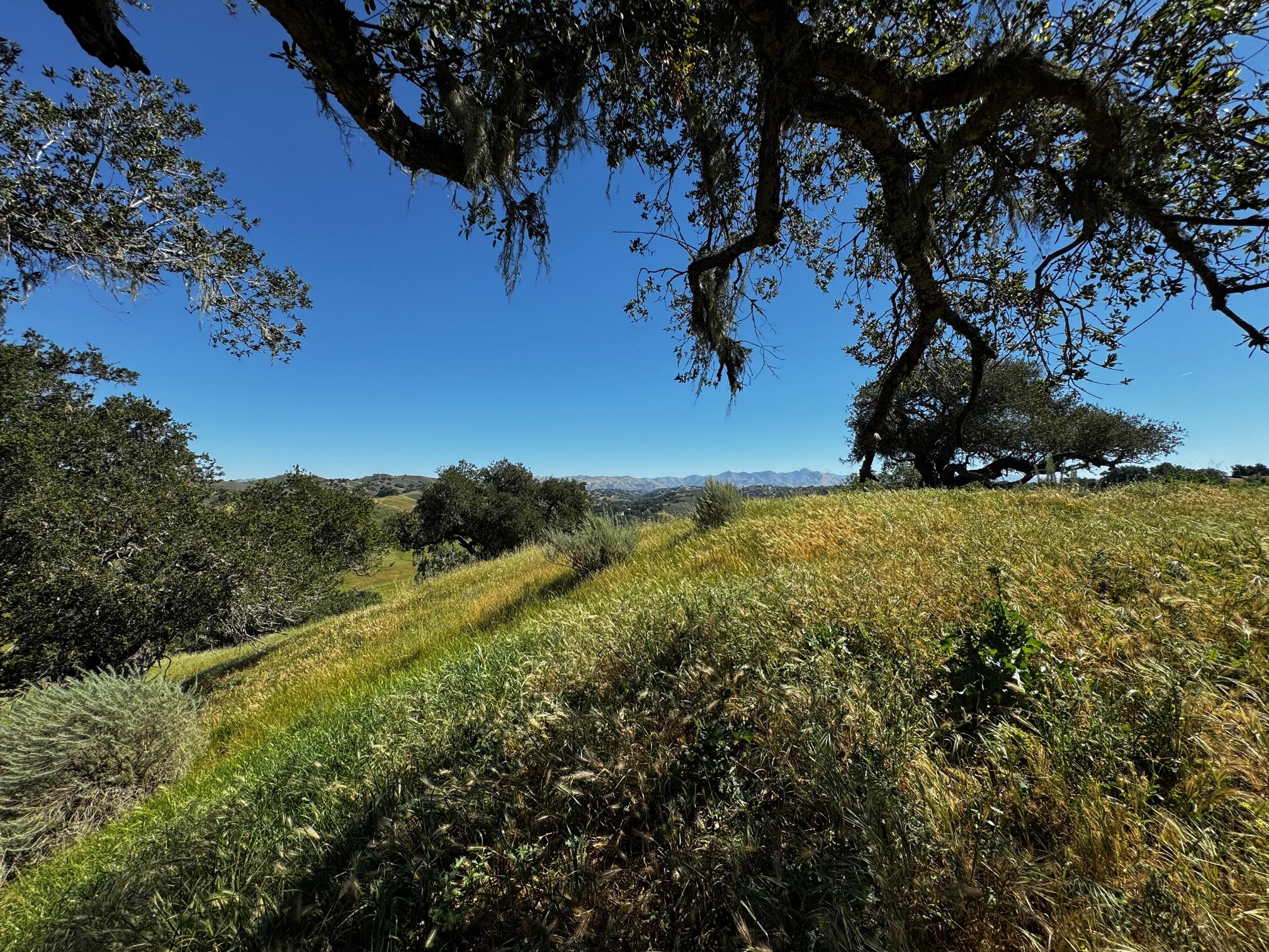 0 Alisos Canyon Road Los Alamos, CA 93440 - Photo 21 of 102 a view of an outdoor space and yard