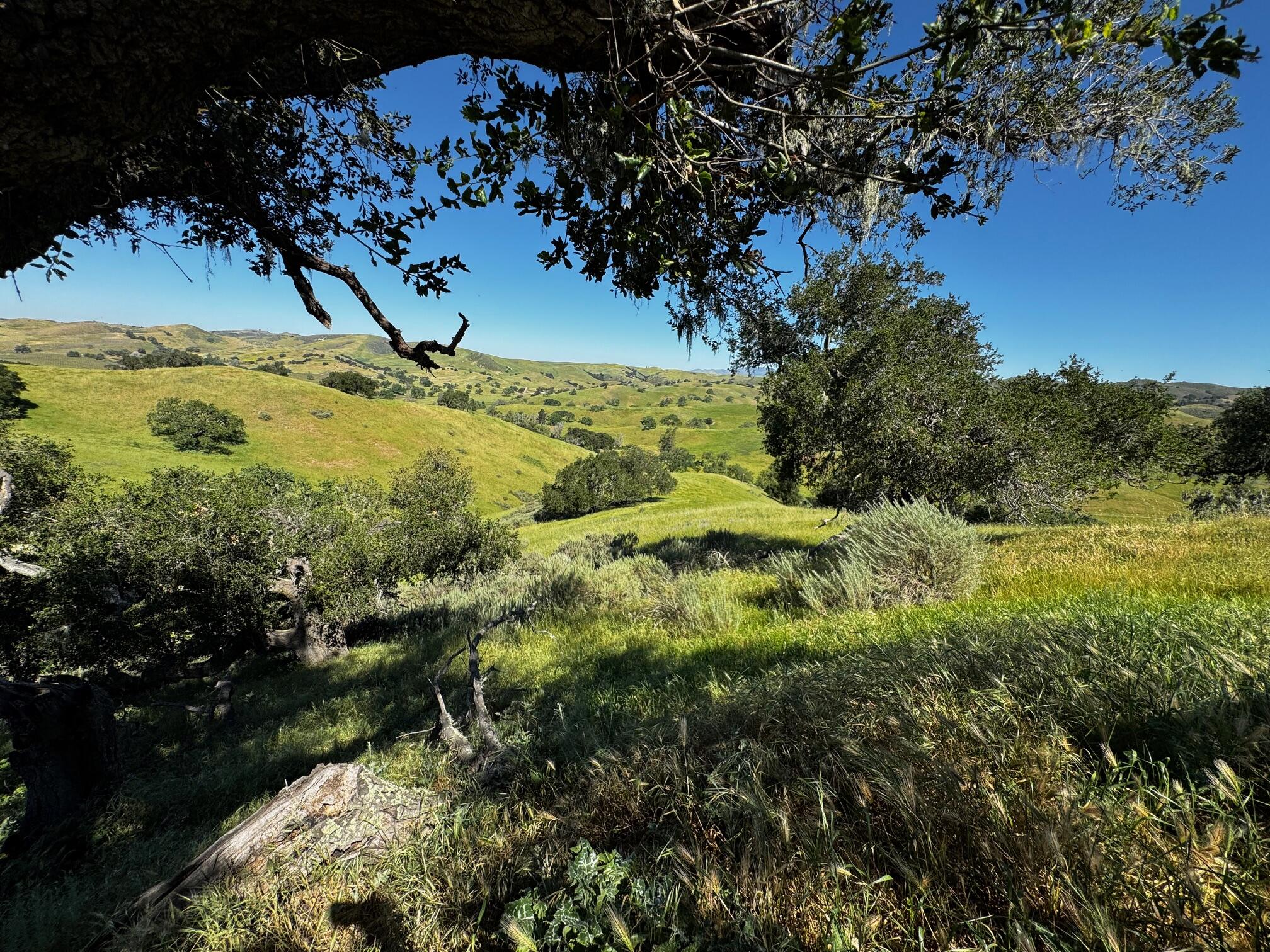 0 Alisos Canyon Road Los Alamos, CA 93440 - Photo 23 of 102 a view of a yard with plants and large trees