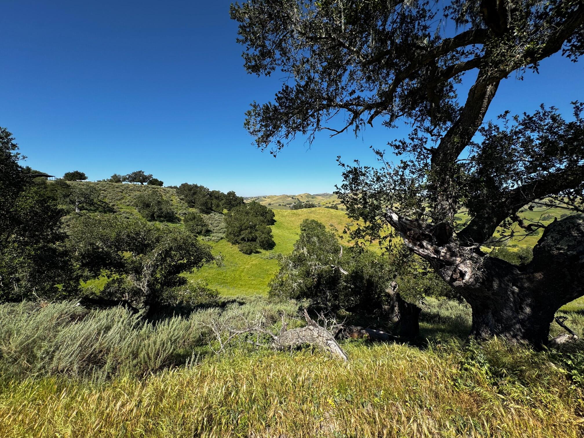 0 Alisos Canyon Road Los Alamos, CA 93440 - Photo 24 of 102 a view of a bunch of trees and bushes