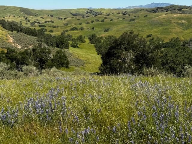 0 Alisos Canyon Road Los Alamos, CA 93440 - Photo 26 of 102 a view of a lush green field with a lake