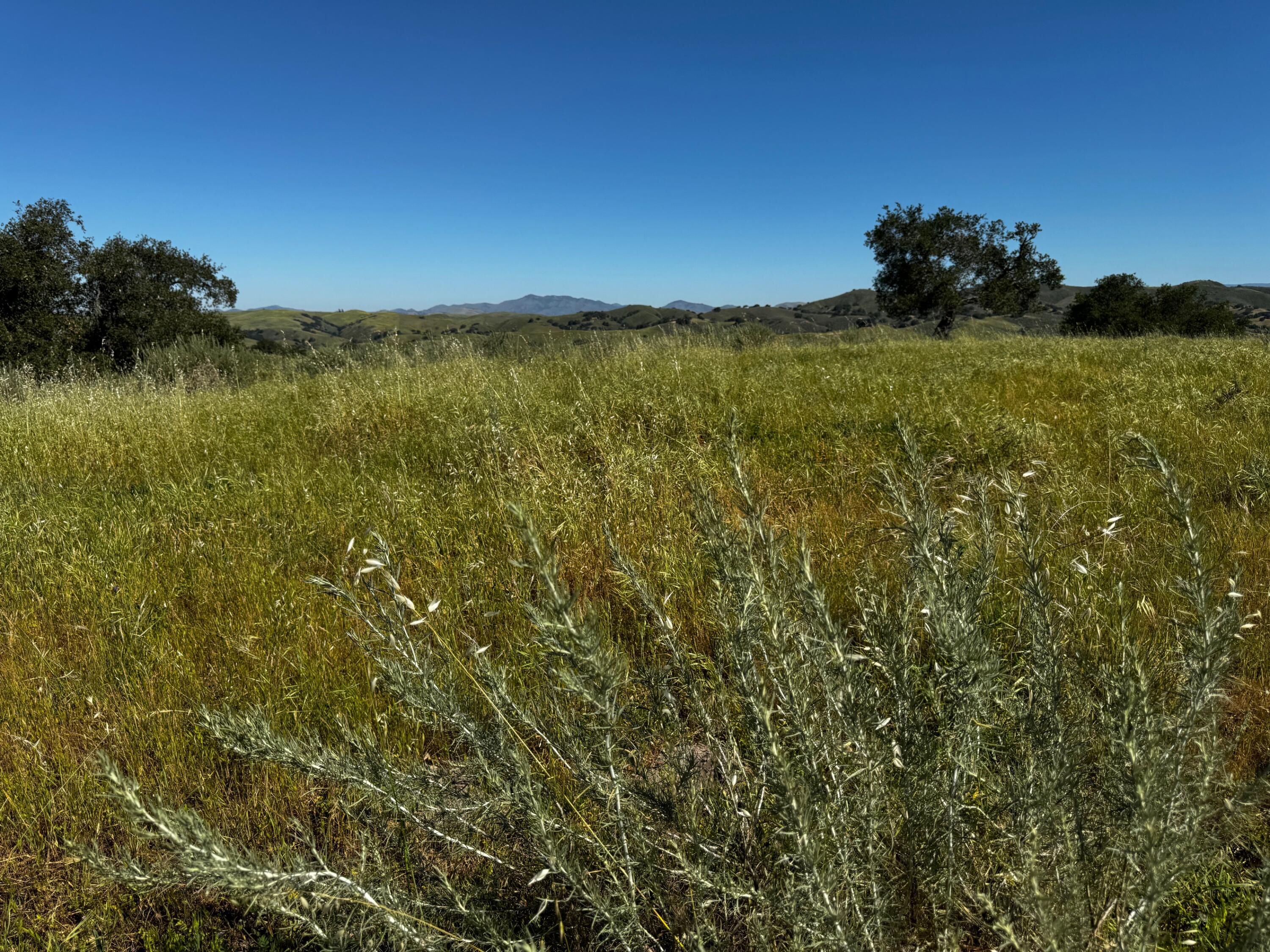 0 Alisos Canyon Road Los Alamos, CA 93440 - Photo 38 of 102 IMG_3641
