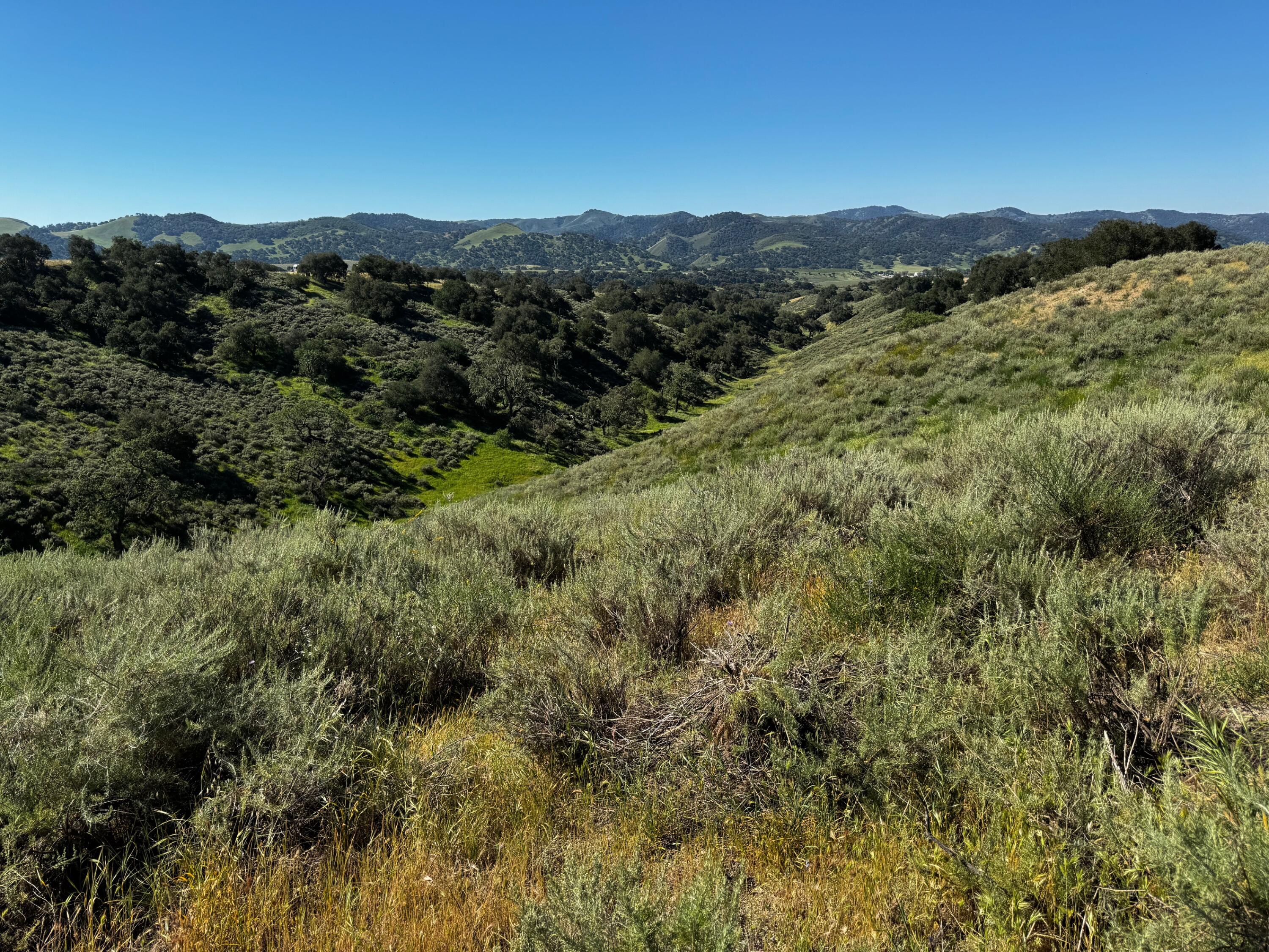 0 Alisos Canyon Road Los Alamos, CA 93440 - Photo 46 of 102 a view of a forest with mountains in the background