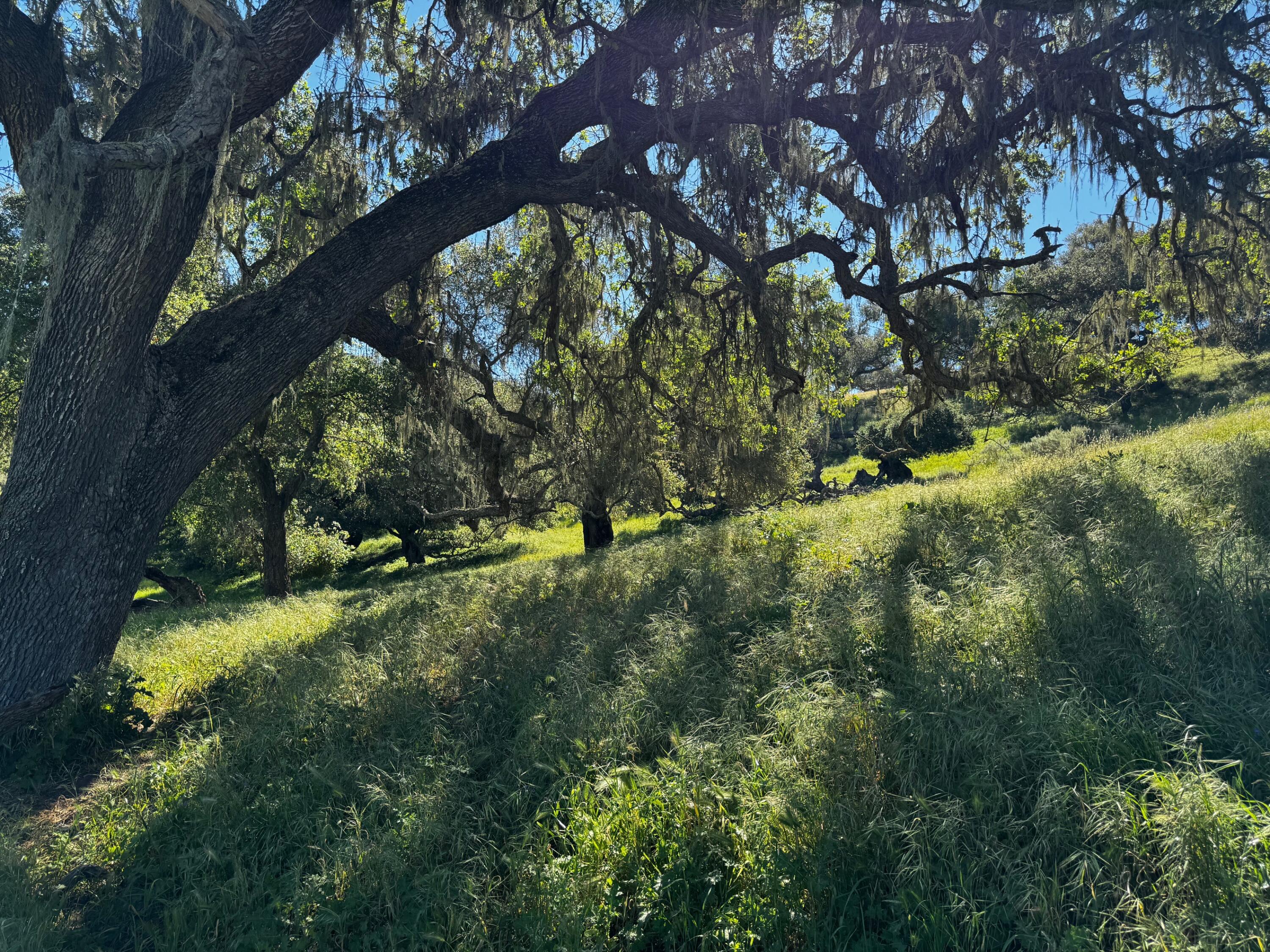 0 Alisos Canyon Road Los Alamos, CA 93440 - Photo 51 of 102 a view of a trees in a yard