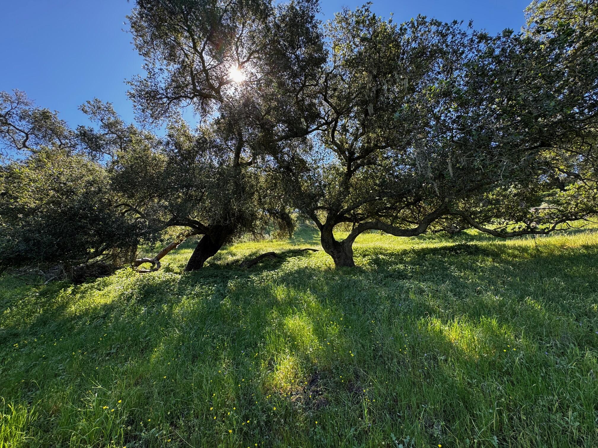 0 Alisos Canyon Road Los Alamos, CA 93440 - Photo 8 of 102 IMG_3685
