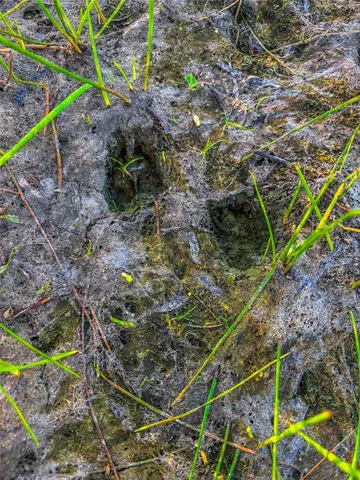 a view of a field with an ocean