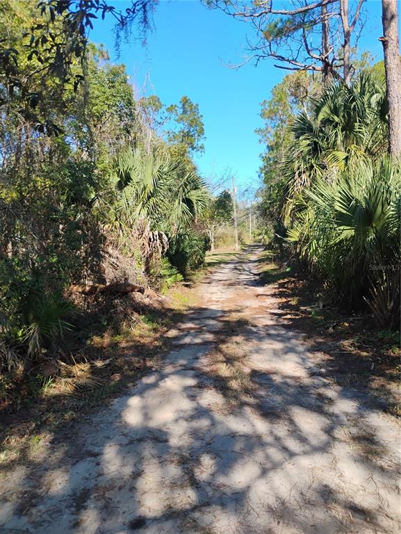 Marie Avenue DeLand, FL 32720 - Photo 4 of 4 a view of a yard with plants and trees