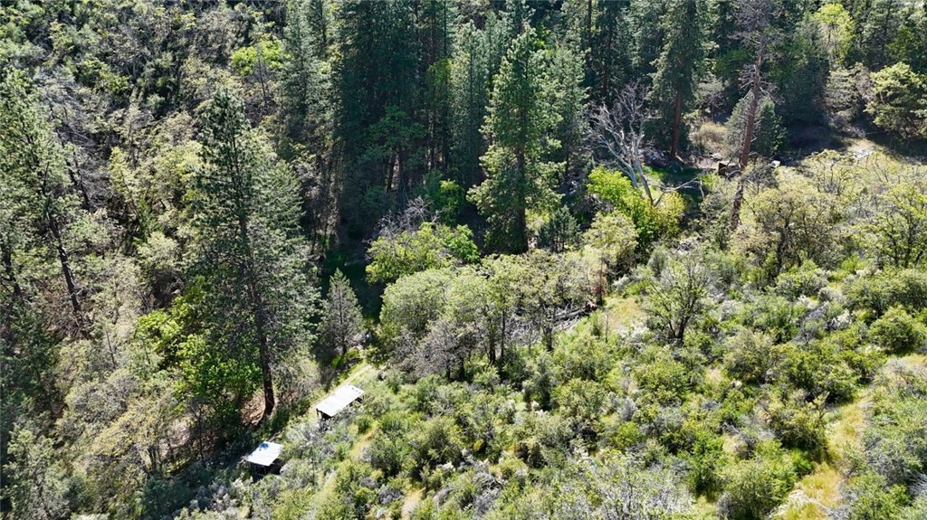 40 Scarface Road Gazelle, CA 96034 - Photo 11 of 52 a view of a forest with a tree