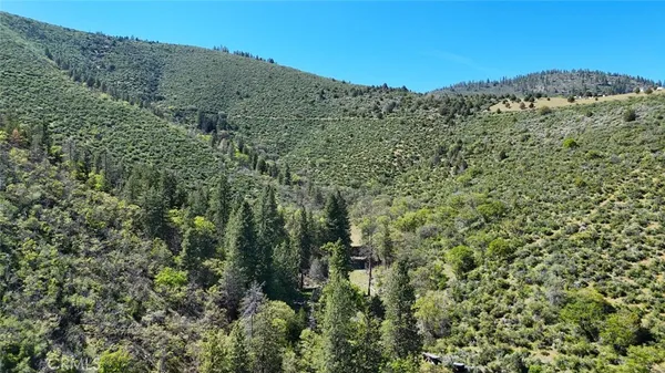 a view of a garden with a tree
