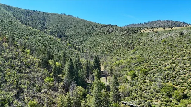 a view of a garden with a tree