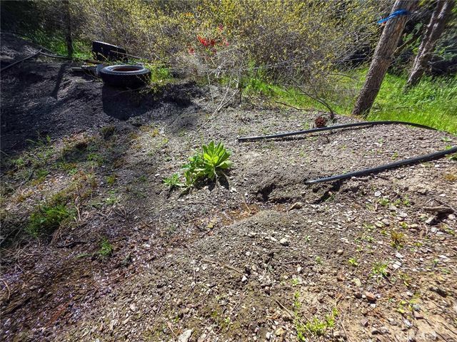 a view of a yard with large trees