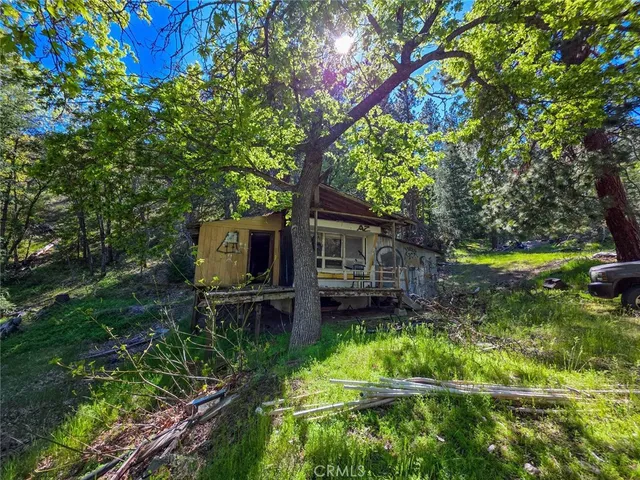 a view of a yard with plants and large trees