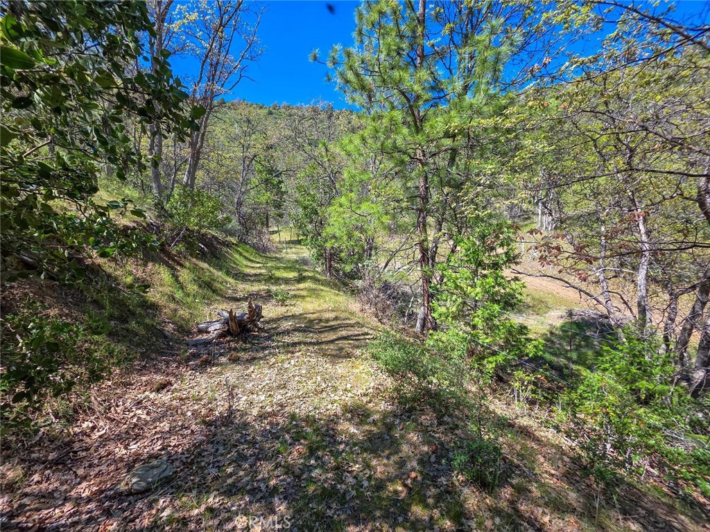 40 Scarface Road Gazelle, CA 96034 - Photo 30 of 52 a view of a yard with plants and large trees