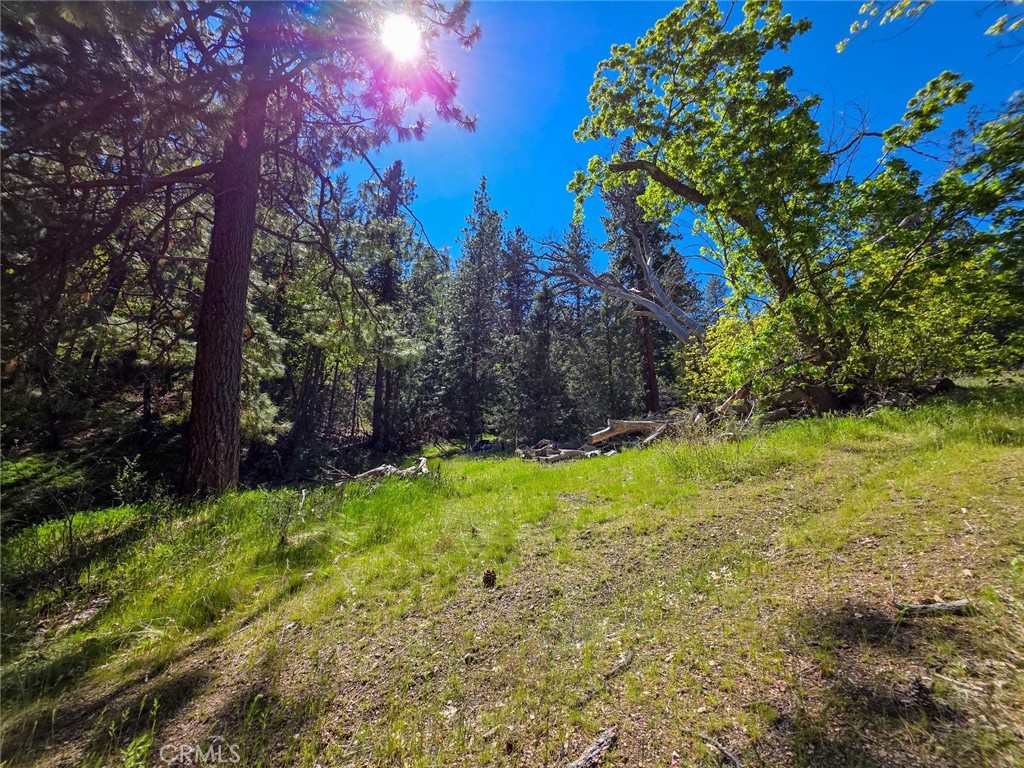 40 Scarface Road Gazelle, CA 96034 - Photo 35 of 52 a view of a yard with large trees