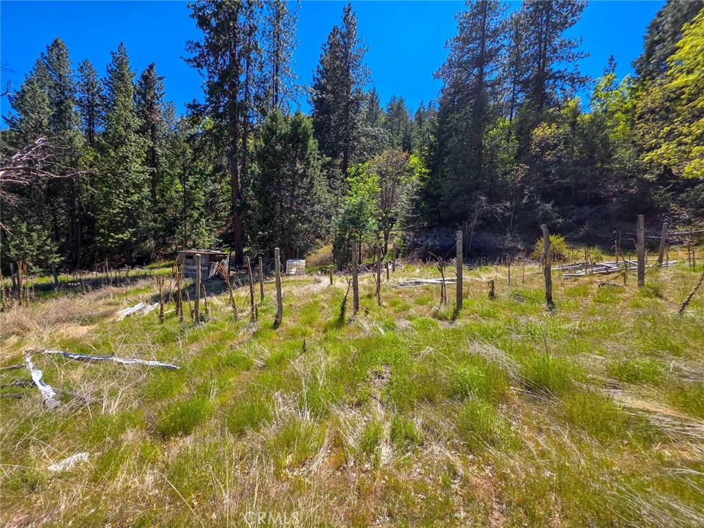 40 Scarface Road Gazelle, CA 96034 - Photo 43 of 52 a view of yard with swimming pool and trees