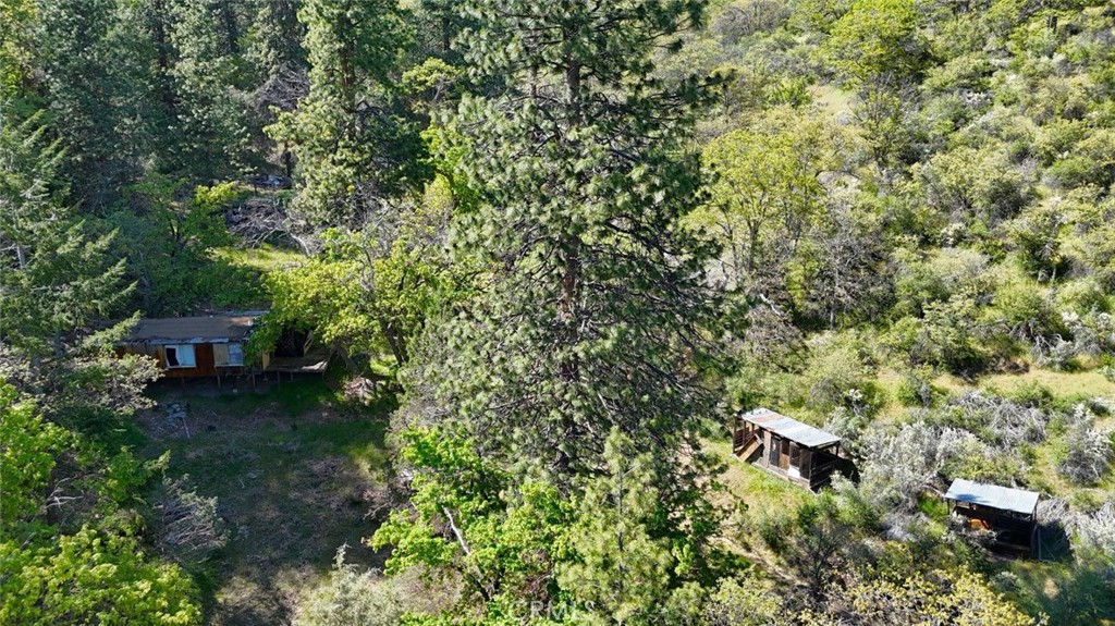 40 Scarface Road Gazelle, CA 96034 - Photo 5 of 52 a view of a lush green forest with lots of trees