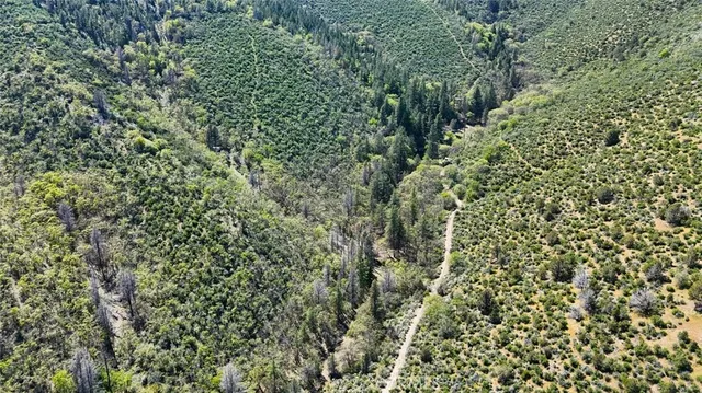a view of a forest with a tree